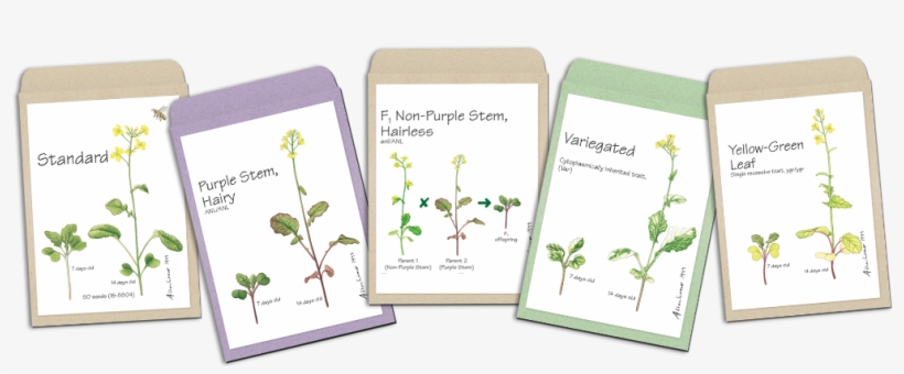View All Seed Varieties - Wisconsin Fast Plants Standard Seed (improved Basic,, transparent png download
