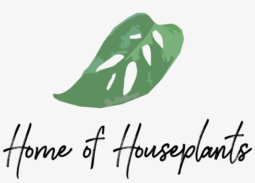 Images - Monstera Adansonii, transparent png download