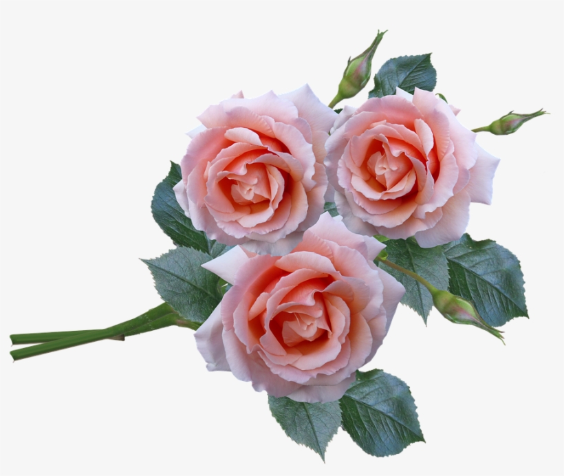 Roses, Bunch, Stem, Flowers, Garden - Rose, transparent png download