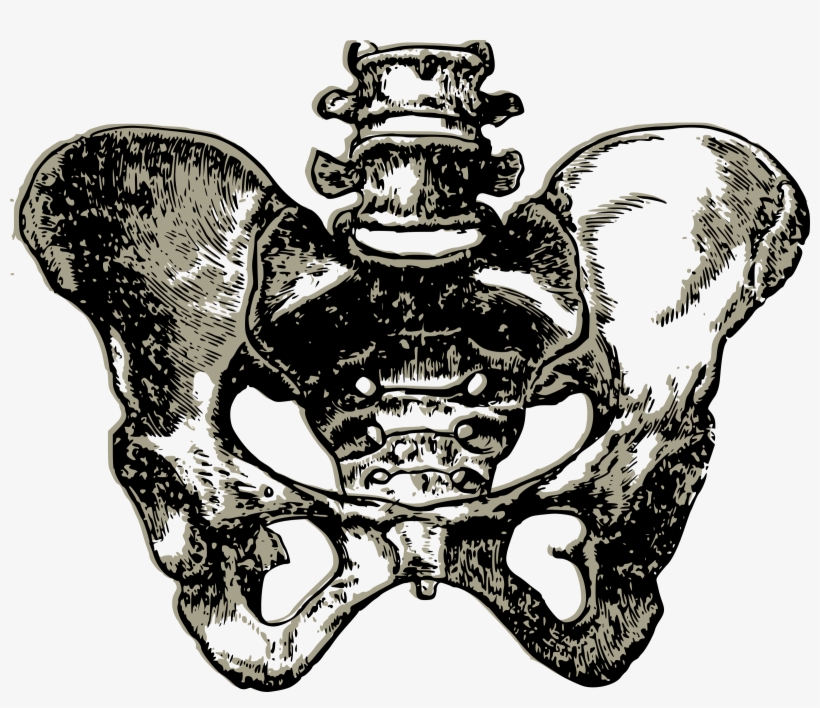 This Free Icons Png Design Of Complete Human Pelvic, transparent png download