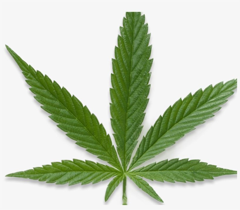 Whitney Abrams Quoted In “cannabis Retail Plan Opt-out - Stoners In America: Americans Smoking Marijuana Regularly, transparent png download