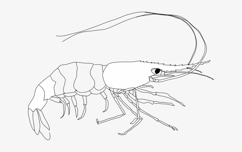File - Shrimp - Svg - Shrimp, transparent png download