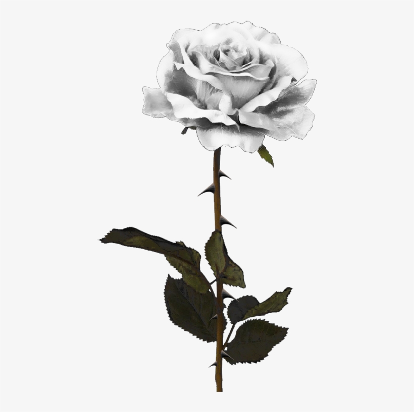 White Rose Png By Pixasso79 Stock-d5c99vm - White Rose Png, transparent png download