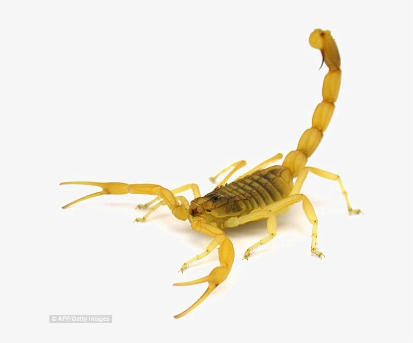 Poisonous Scorpion Png Transparent Image - Deathstalker Scorpion, transparent png download