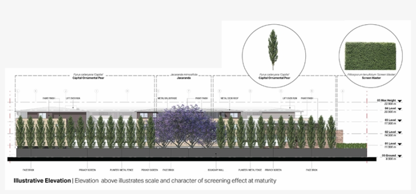 Jacaranda Mimosifolia - Thuya, transparent png download