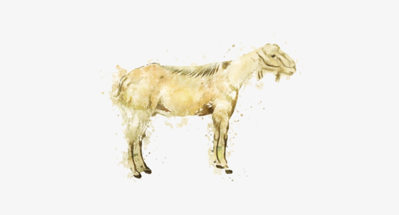 Goat Meat Products - Goat, transparent png download