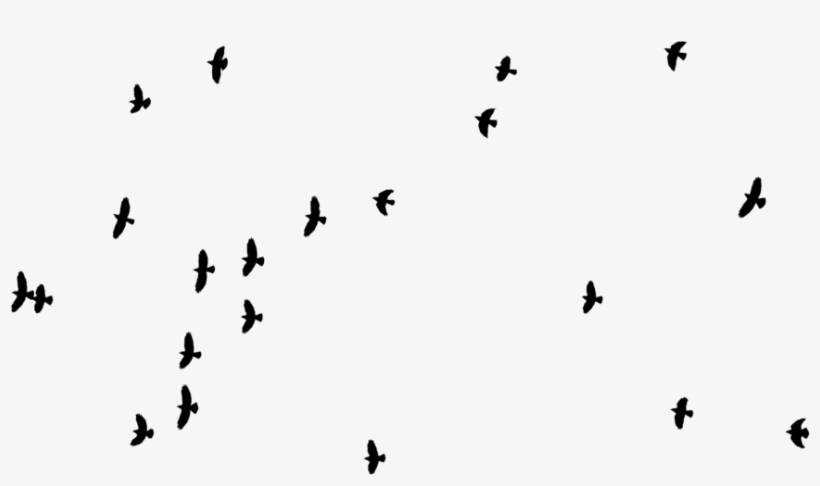 Bird Silhouette By Frank 1956-d5zpb9a - Bird, transparent png download