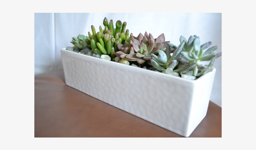 Modern Succulents - Modern Succulent Arrangements, transparent png download