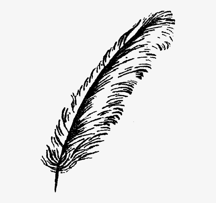 Parrot Feathers Png - Bird Feathers Png Black And White, transparent png download