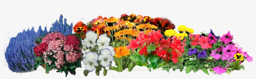 Springflowers 07 Apr 2013 - Chrysanths, transparent png download