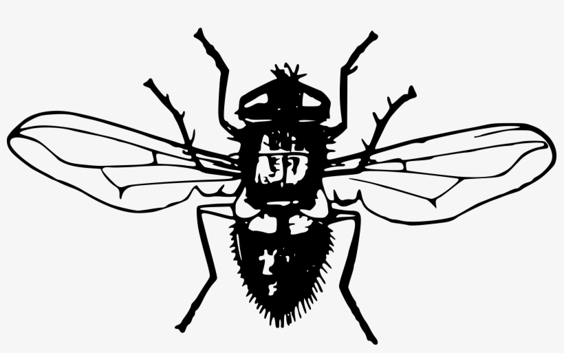 Big Image - แมลงวัน ขาว ดำ, transparent png download