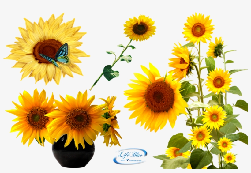 Download Sunflower Latest Version 2018 - Главная Книга О Счастье И Благополучии, transparent png download