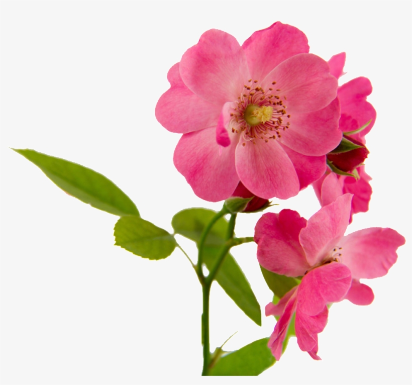 Pink Flowers Beautiful Png Hd Powerpoint Download Png - Rosa Canina, transparent png download