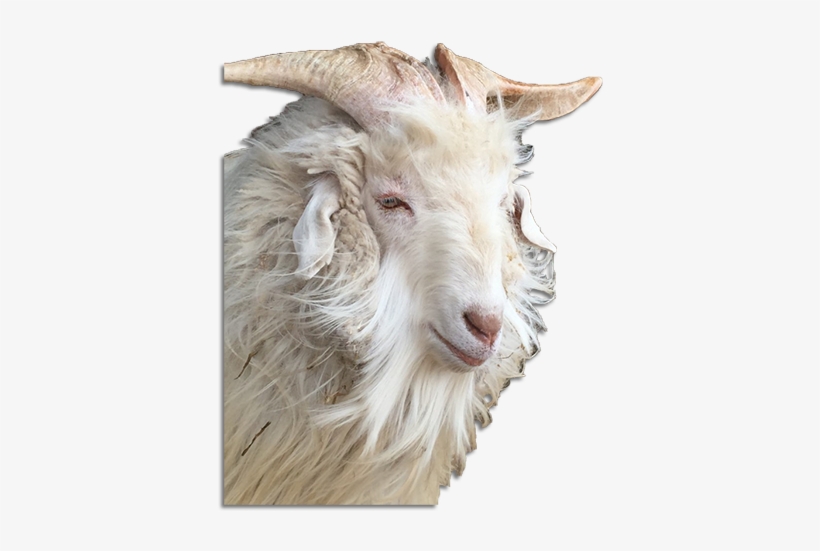 The Ultimate Guide To Cashmere Faq - Cashmere Goat, transparent png download