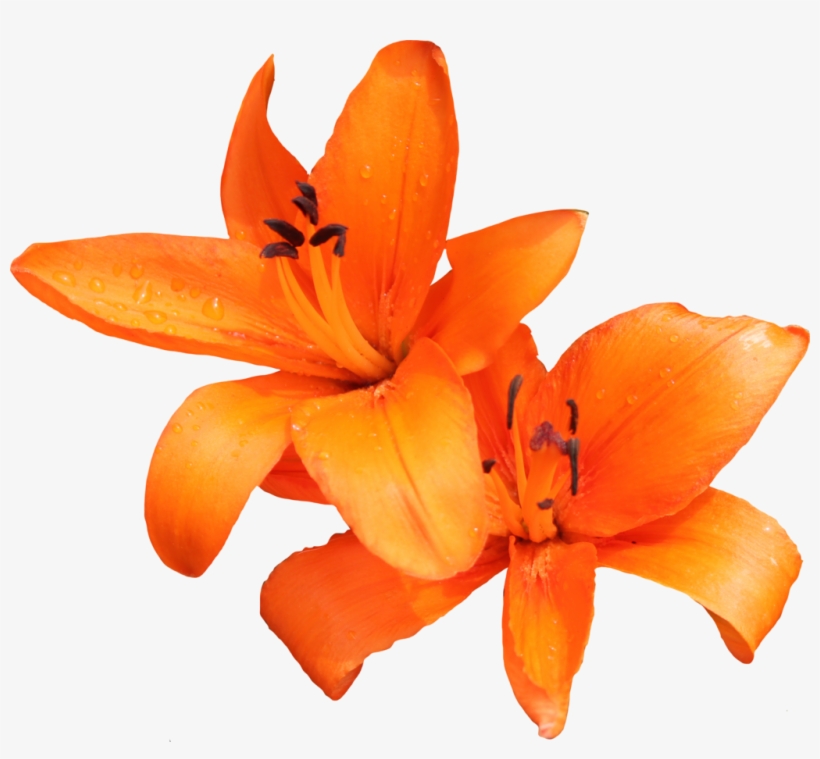 Lilly Png, transparent png download