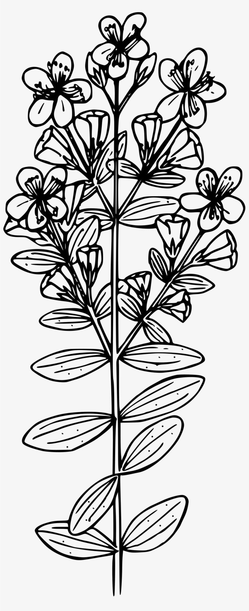 This Free Icons Png Design Of Klamath Weed, transparent png download