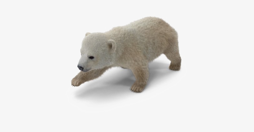 Polar Bear Png Download Image - Polar Bear, transparent png download