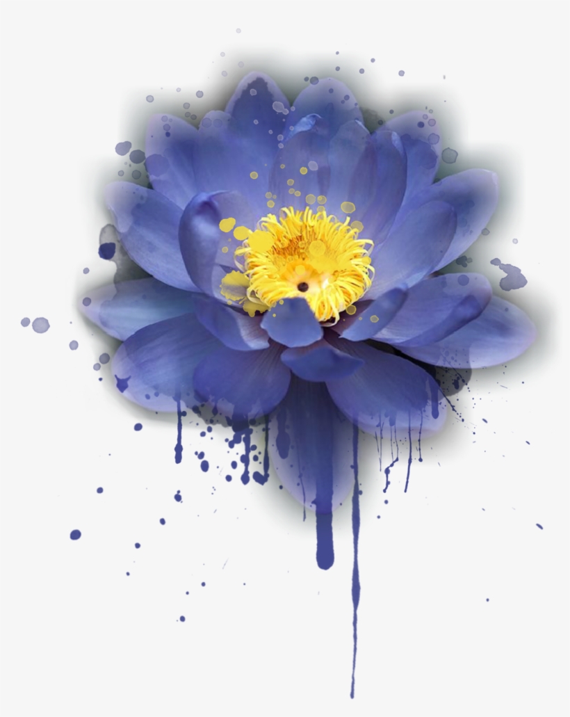 Thank You - California Wild Rose, transparent png download