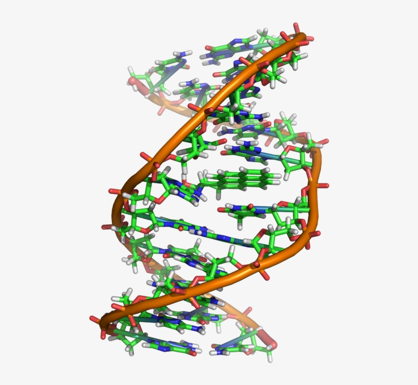 Benzopyrene Dna Adduct 1jdg - Dna Search, transparent png download