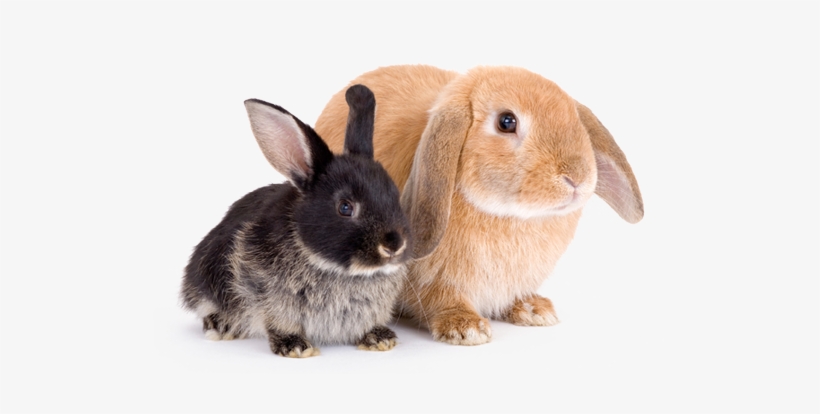 Pick Your Perfect Rabbit - Rabbit Png, transparent png download