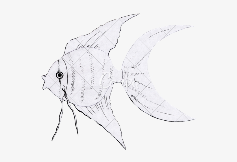 Japanese Goldfish Drawing At Getdrawings - Drawing, transparent png download