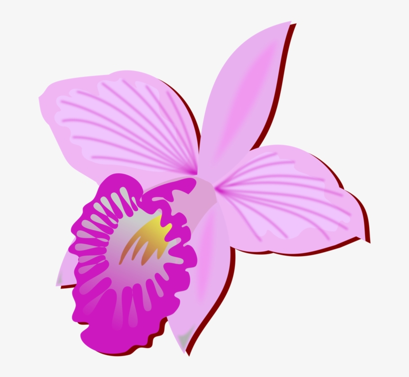 Bamboo Orchid Cut Flowers Drawing Orchids Free Commercial - Orquidea Clipart, transparent png download