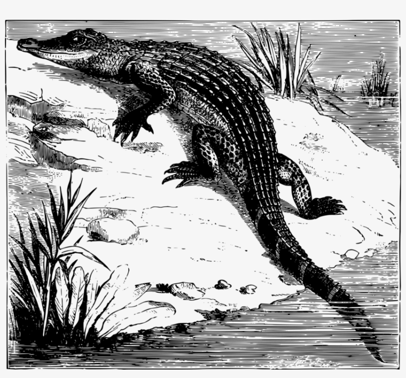 Crocodiles & Alligators Crocodiles & Alligators Reptile - Crocodile, transparent png download