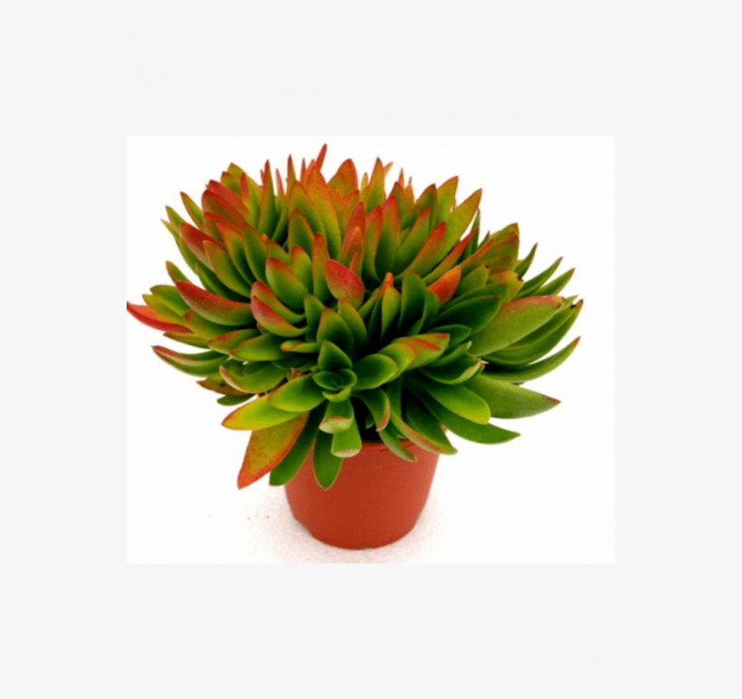 Red Flames Calderoniae Succulent Plant - Succulent Plants Red, transparent png download