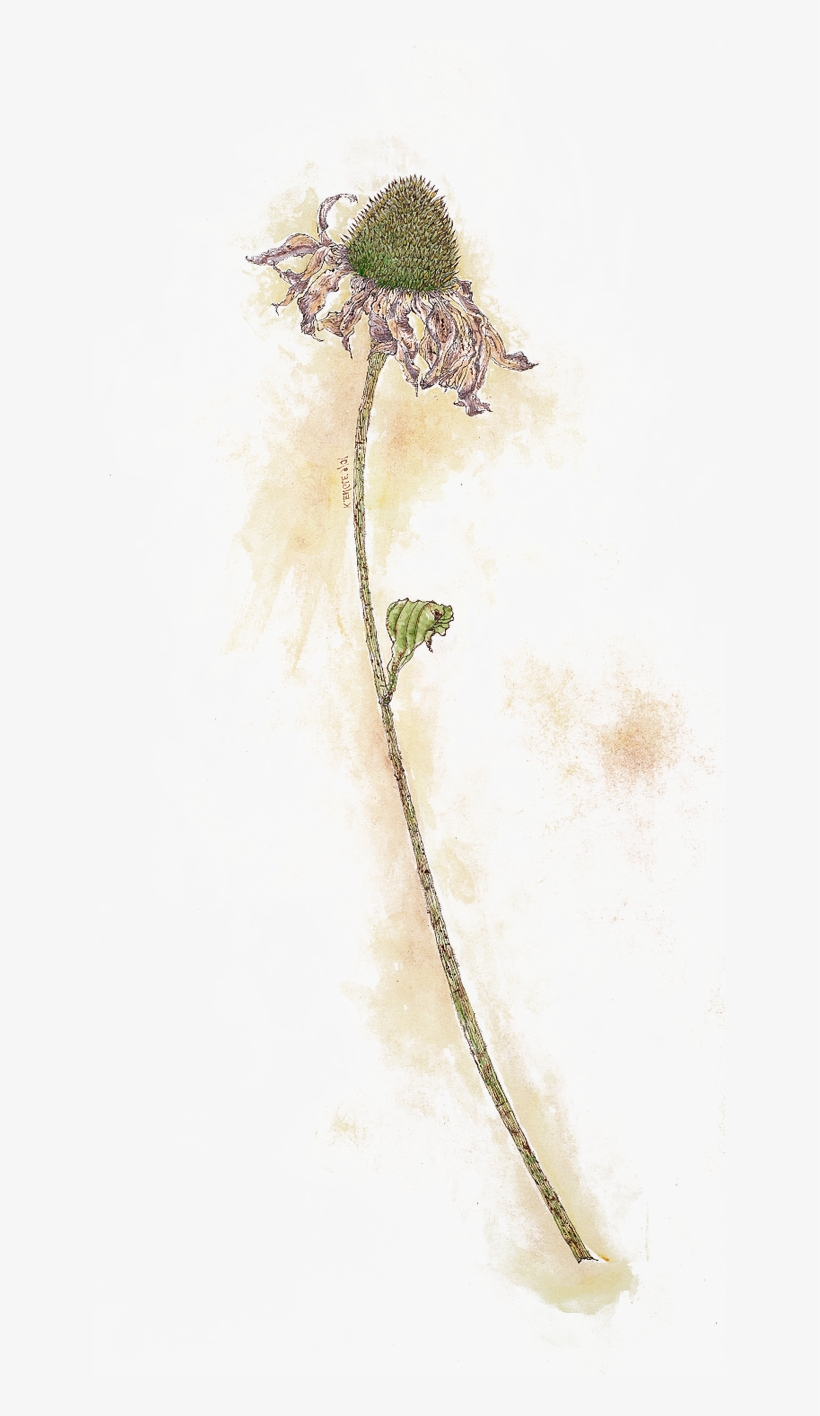 Continue Perusing - Portable Network Graphics, transparent png download