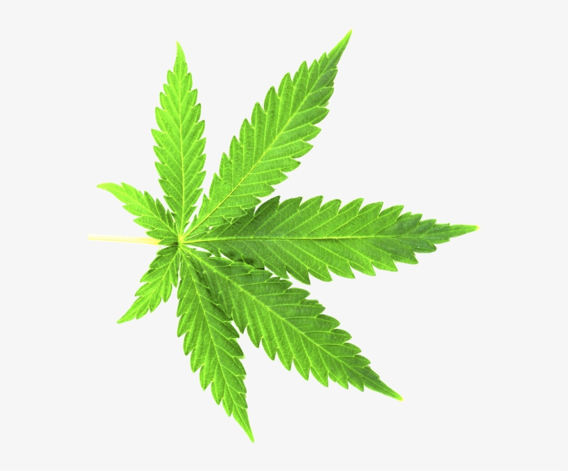 Cannabis Shop, transparent png download