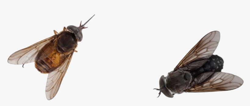 Black Horse Fly Png Pic - Tabanus Nematocallus, transparent png download