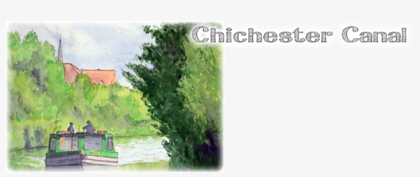 Thuya, transparent png download