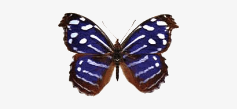 Butterfly House At Put In Bay - Butterflies, transparent png download