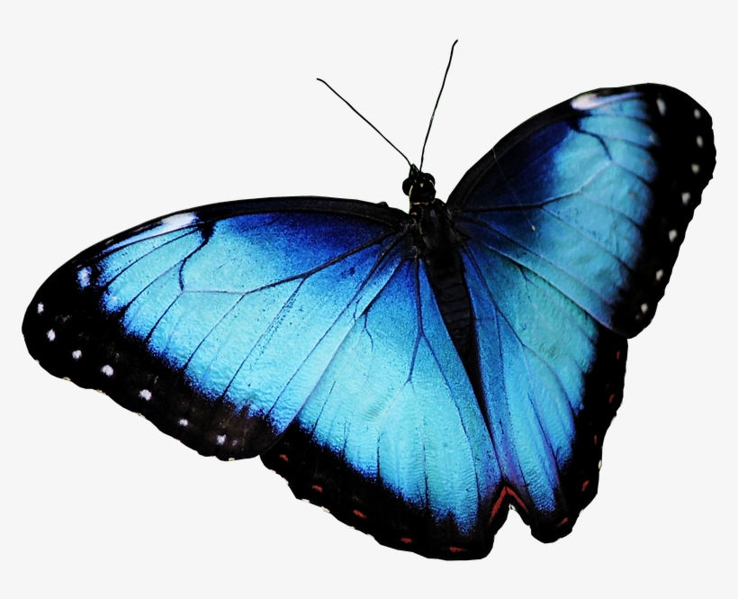 Butterfly, transparent png download