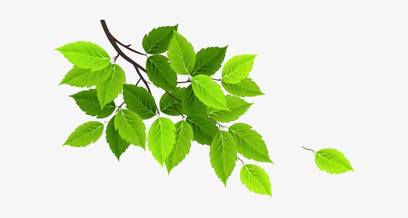 Green Leaf Design Png, transparent png download