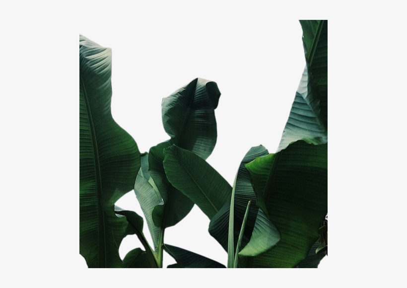 386 Images About Overlays On We Heart It - Leaf Plant Tumblr Transparent, transparent png download