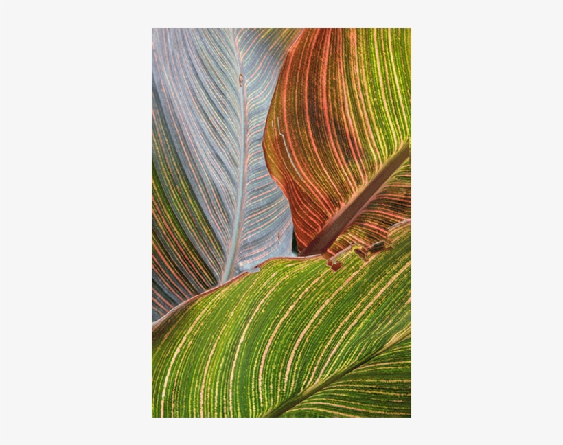 Videos & Articles - Visual Arts, transparent png download