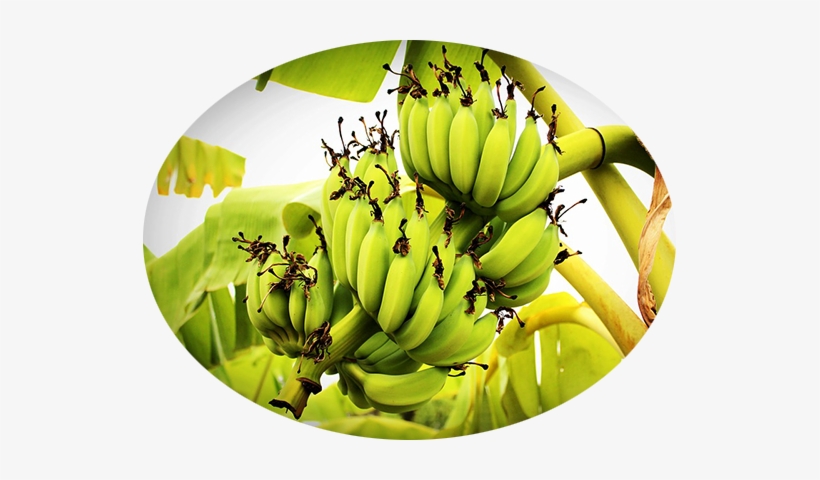 Organic Whey Protein- Banana - Bananaya Tree, transparent png download