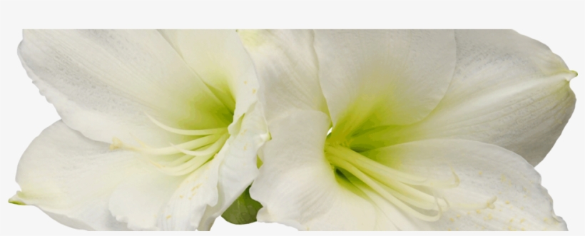 Amaryllis, transparent png download