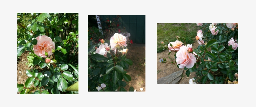 The Beauty Here Is Floral Fairytale And Is The Healthiest - Floribunda, transparent png download