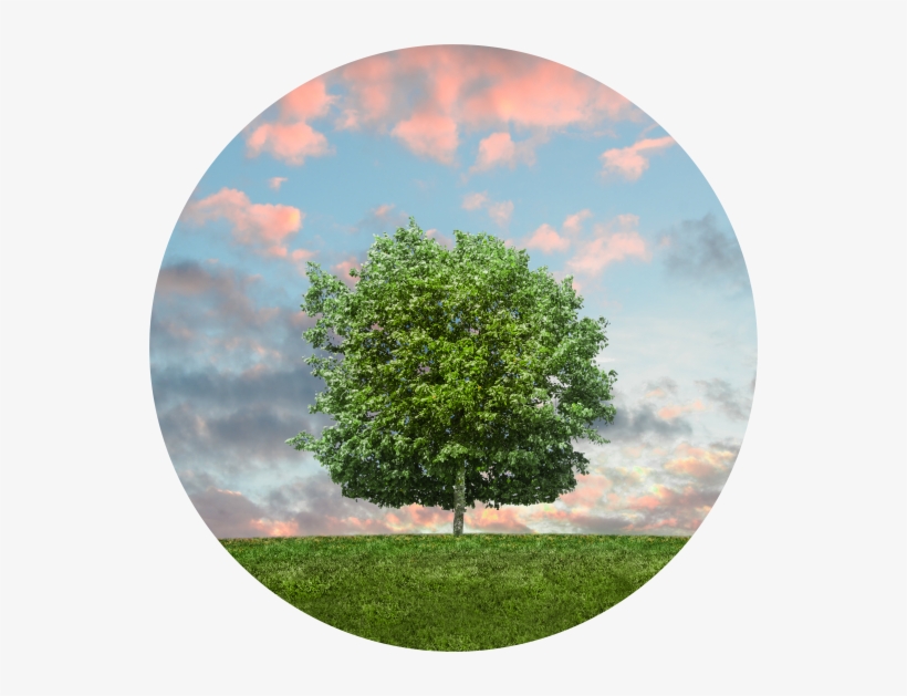 Vithal Venkatesh Kamat Mumbai Nature Sky Twilight Grass - Answers From God [book], transparent png download