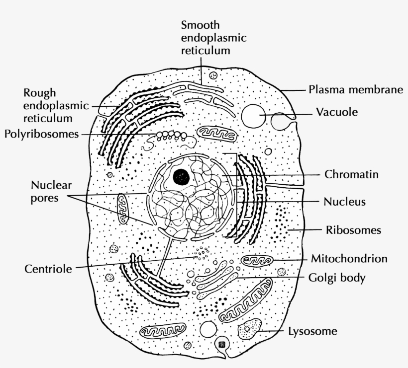 In Pairs, Discuss The Different Organs In The Human, transparent png download