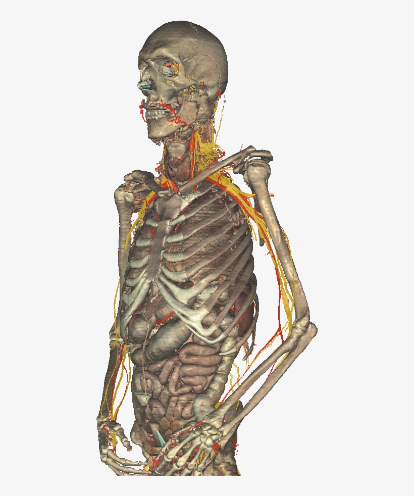 Illustration, transparent png download