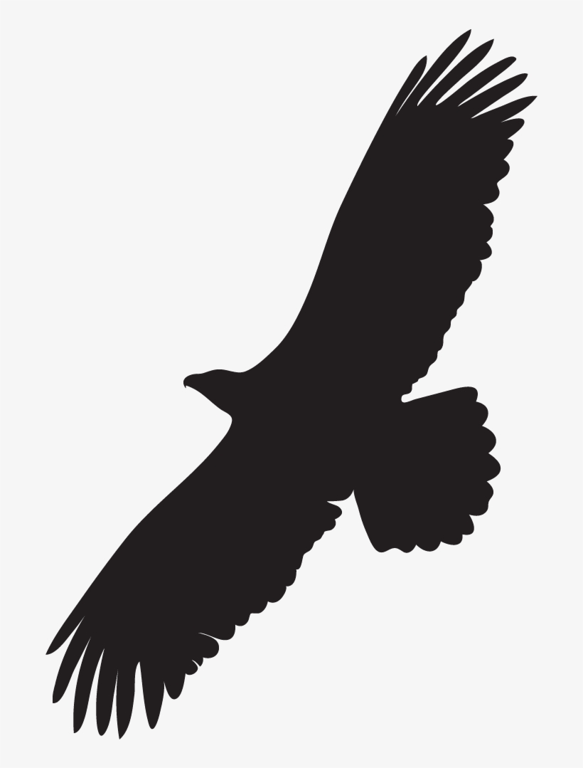 Bald Eagle Overview, All About Birds, Cornell Lab Of - Raptor Bird, transparent png download