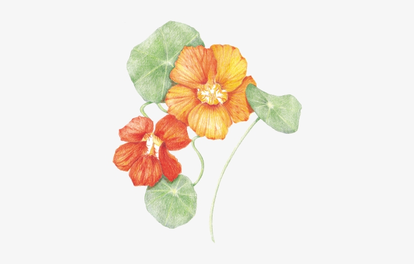 Nasturtiums - Nasturtium Png, transparent png download