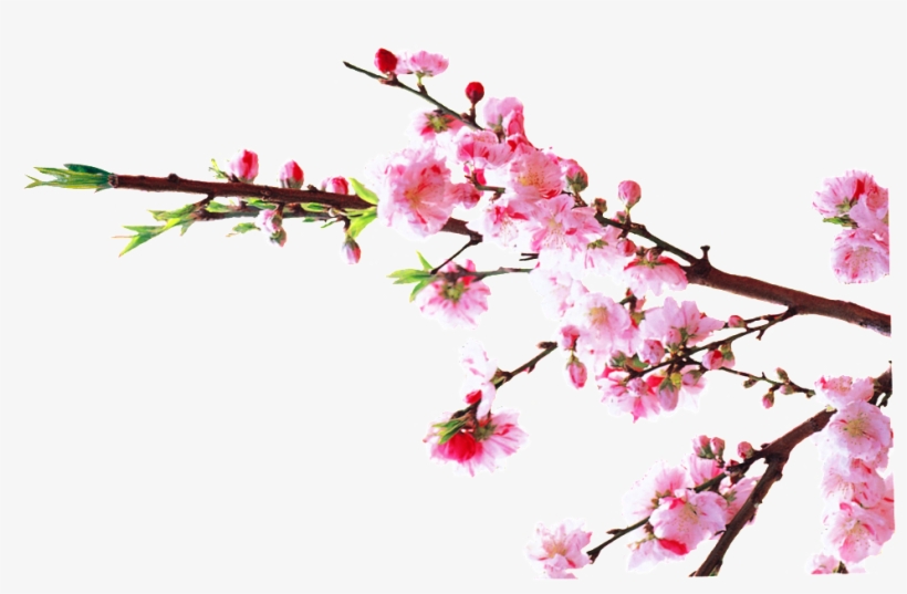 Watercolor Plum Transparent Decorative - Portable Network Graphics, transparent png download