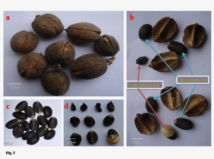 Developed And Undeveloped Seeds In J - White Walnut, transparent png download