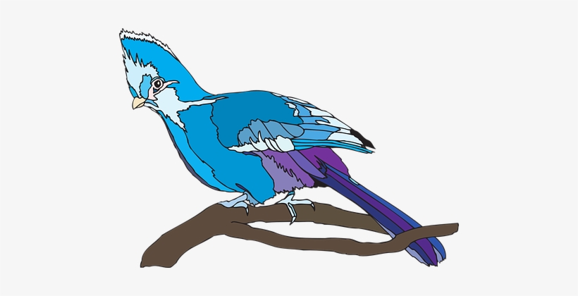 Bird, Perched, Nature, Wildlife - Turaco Clipart, transparent png download