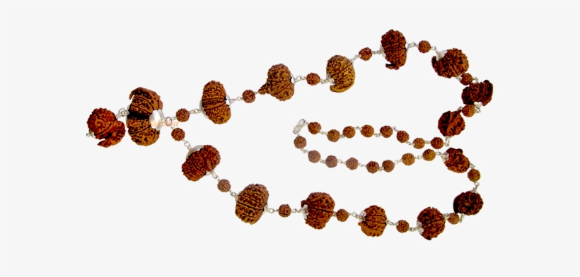 Sidha Mala Rudraksha Collection - Meaning, transparent png download