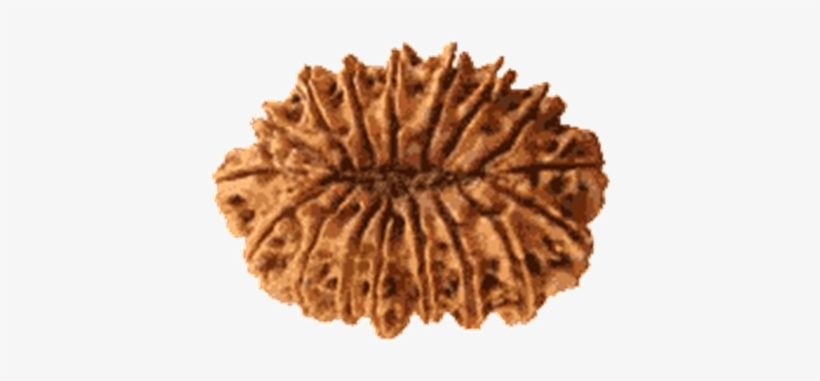 17 Mukhi Rudraksha - Rudraksha, transparent png download